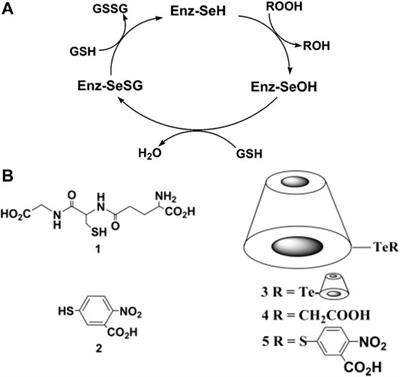 Macrocycles in Bioinspired Catalysis: From Molecules to Materials